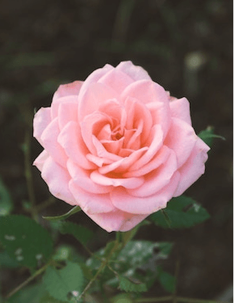 Mary Vivian Kelly Obituary
